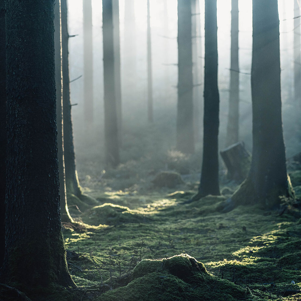 Bäume im Wald